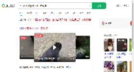 上山捡菌被迷路小熊一路跟随_360搜索