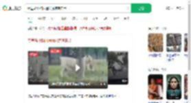 秦皇岛动物园遇猛虎惊魂实录_360搜索