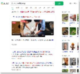 穿山甲误入闹市店主报警_360搜索