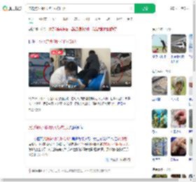 流浪狗1小时咬伤4人被打死_360搜索